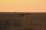 TANZANIA - Serengeti National Park - Alba - 15